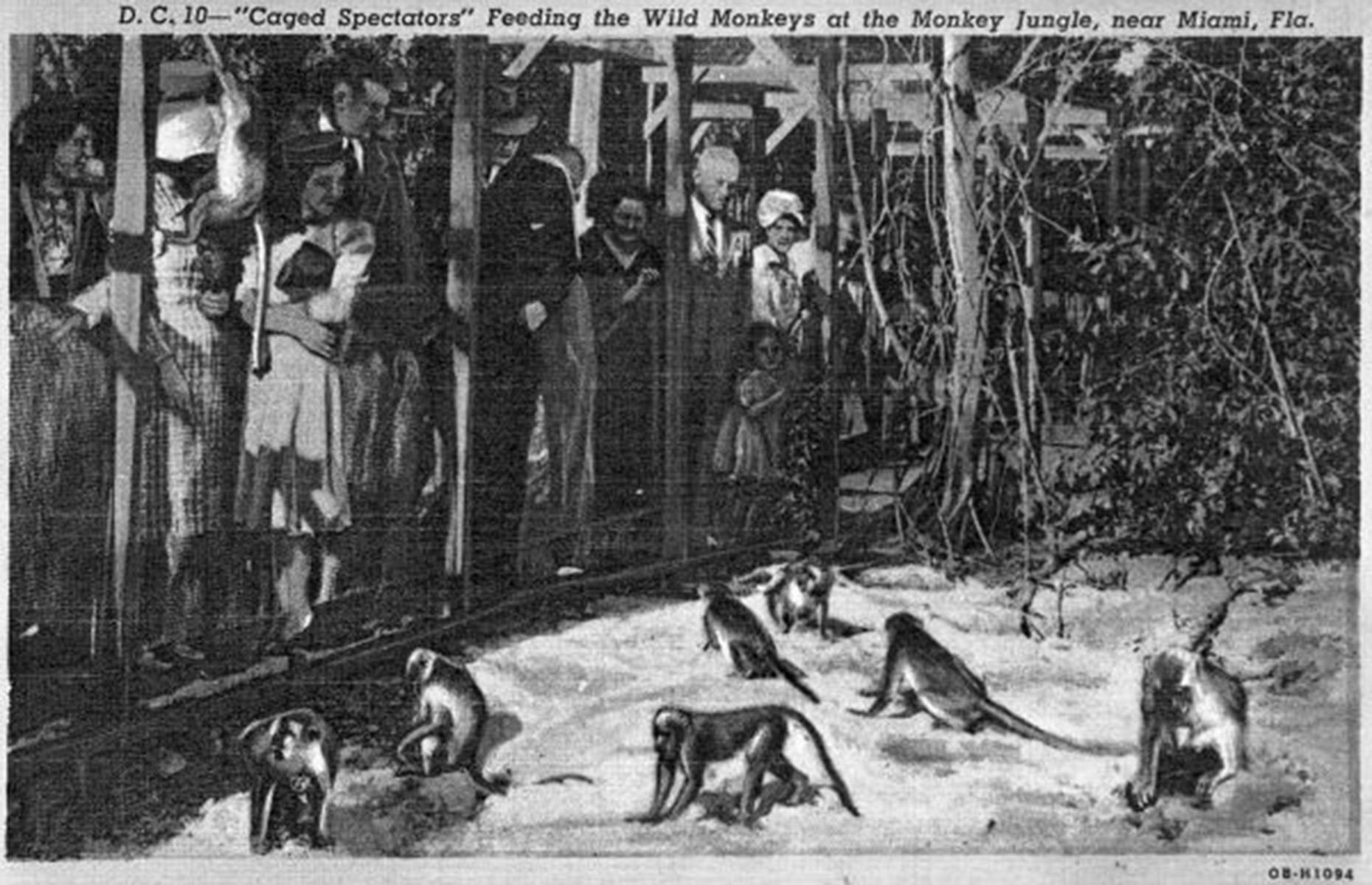 Then: Monkey Jungle, Miami